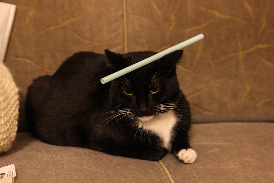Katze mit Strohhalm auf dem Kopf
