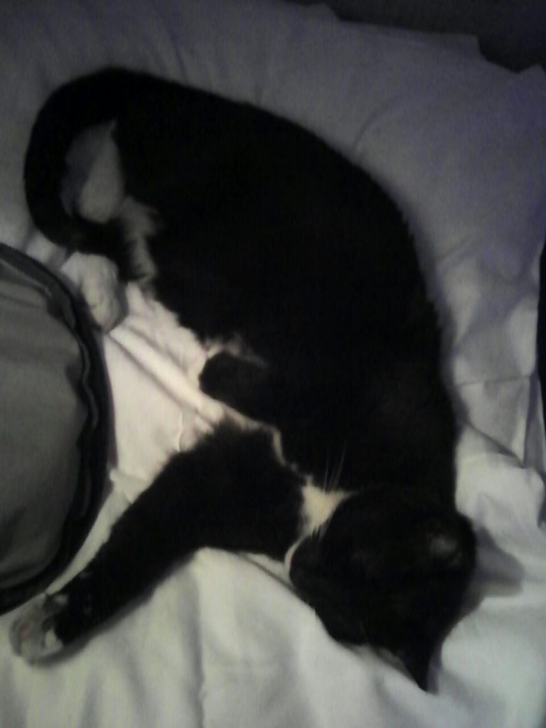 Ein schwarz-weiß Foto. Piri liegt auf der Seite und schläft.