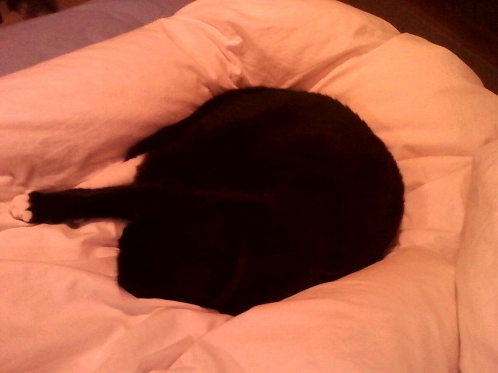 Auf einer pinken Decke liegt die Katze eingerollt und schläft.
