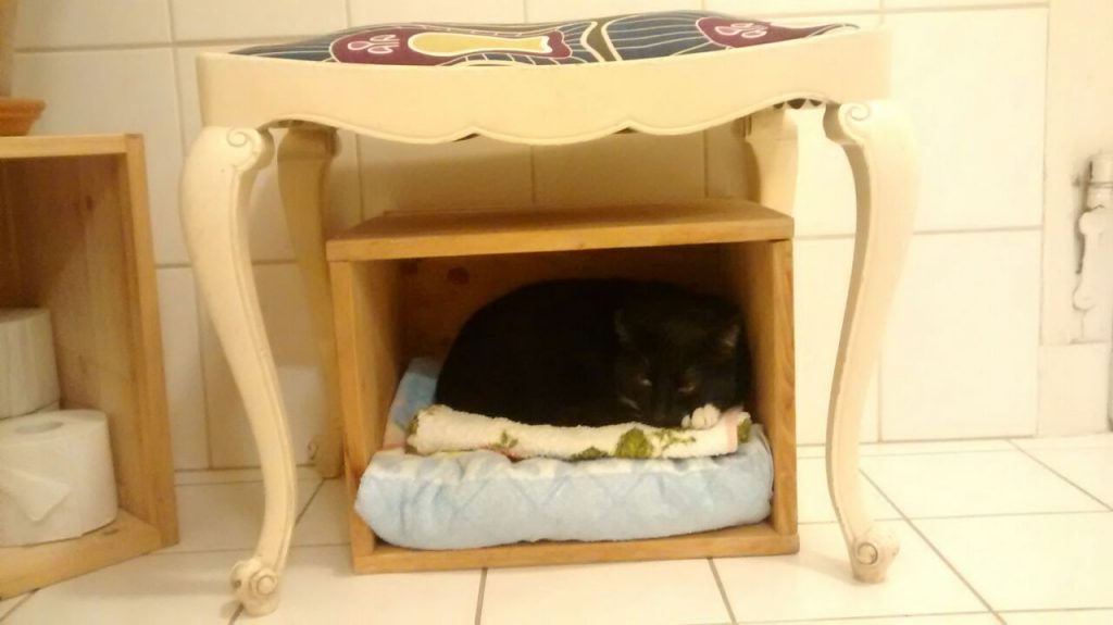 In einer Holzbox, genutzt als Handtuchregal, liegt die Katze auf 2 Handtüchern.