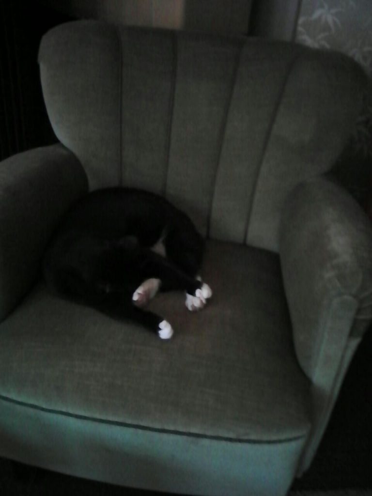 Ein dunkelgrüner Sessel, mittlerweile Piris Sessel, mit Piri, die schläft. 3 ihrer Pfoten von sich gestreckt, die vierte, einer ihrer hinteren, dient als Kopfkissen.