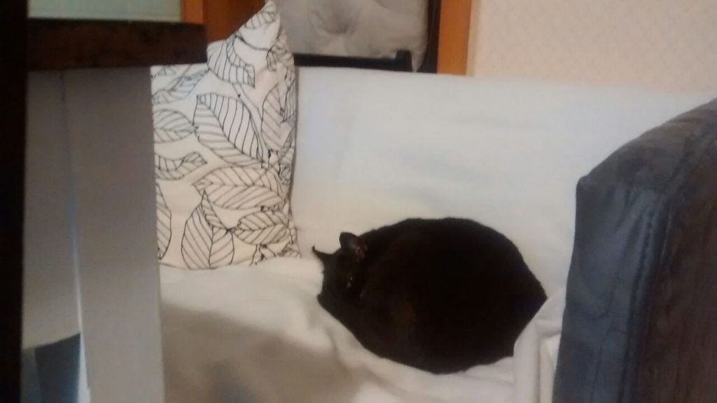Auf einem Sofa, das von einer weißen Decke bedeckt ist. Darauf liegt die eingerollte Katze, von deren Kopf man hauptsächlich die Ohren sieht.