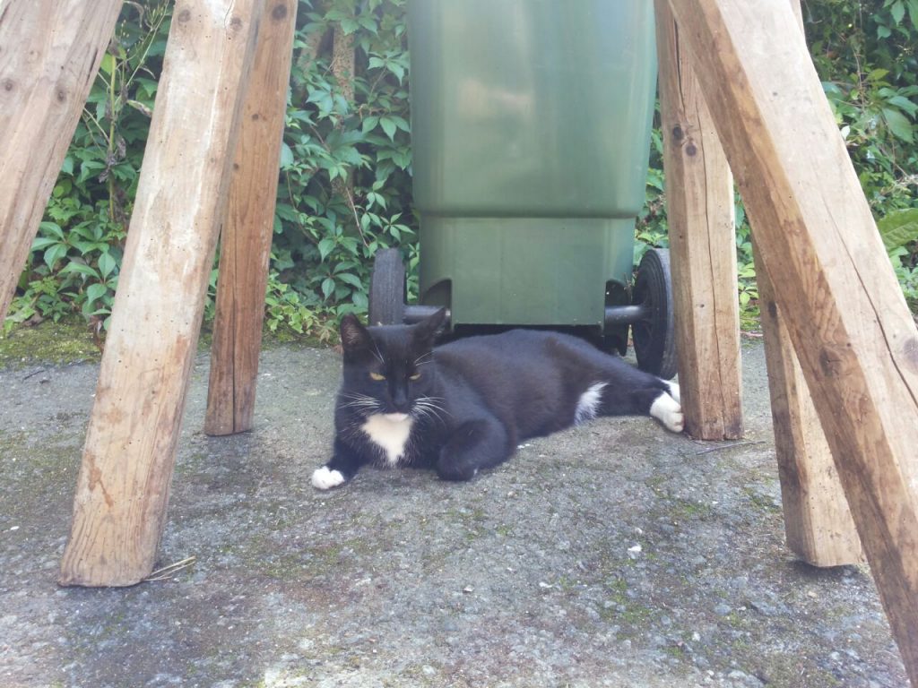 Vor einer grünen Mülltonne und unter einem Sägebock liegt die Katze ausgestreckt und sonnt sich.