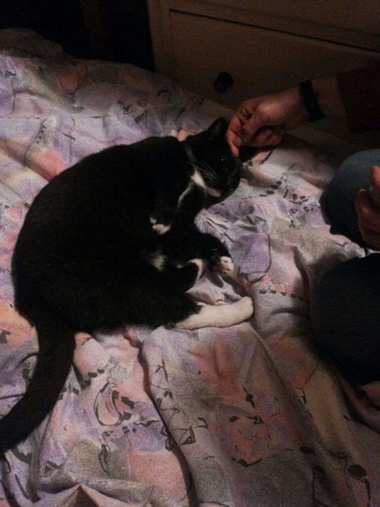 Auf einer lila gemusterten Decke liegt die Katze auf der Seite, neben ihr kniet eine Person, die die Katze am Kopf streichelt.