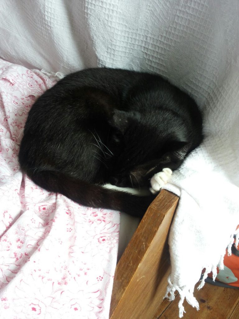 Von hellen Decken umgeben liegt die Katze eingerollt am Fußende des Bettes.