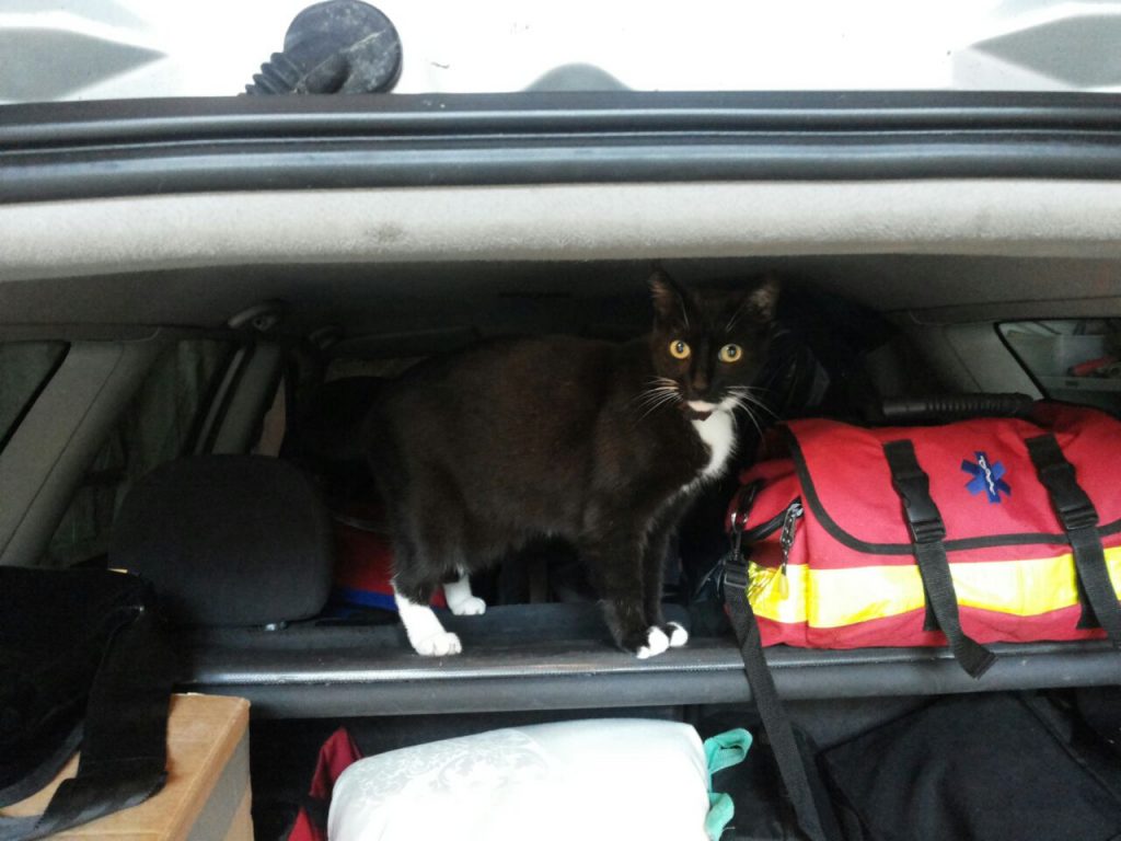Ein aufgeklappter Kofferraum eines Autos. Auf der Rückenlehne des Rüc´ksitzes befindet sich eine Rettungstasche, danaben steht die Katze und guckt aufmerksam in die Kamera.