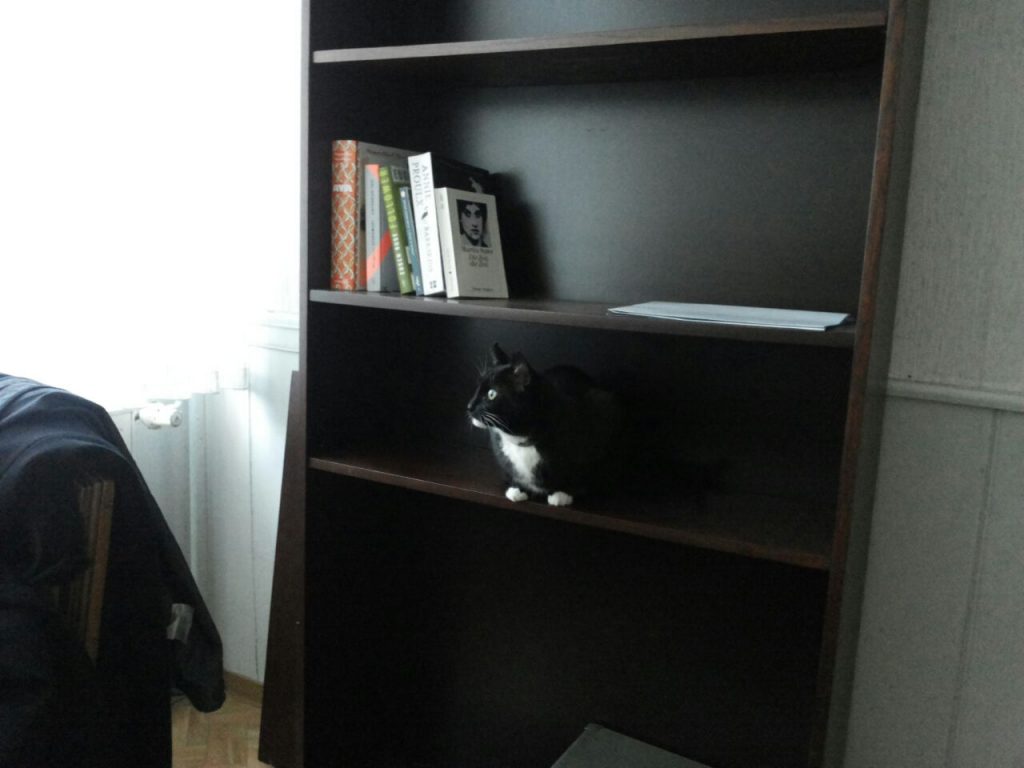 Dunkelbraunes Bücherregal mit ein paar Büchern, auf dem Regalboden darunter sitzt die Katze und schaut nach links, in Richtung eines Fensters