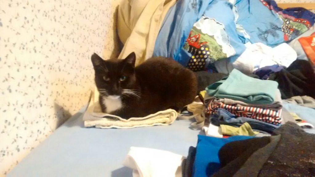 Umgeben von Wäsche auf dem Bett liegt die Katze.