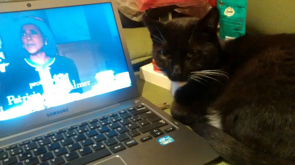Die Katze liegt neben eine Laptop und sieht in die Kamera. Auf dem Laptop ist ein Standbild der Serie "Gilmore Girls".