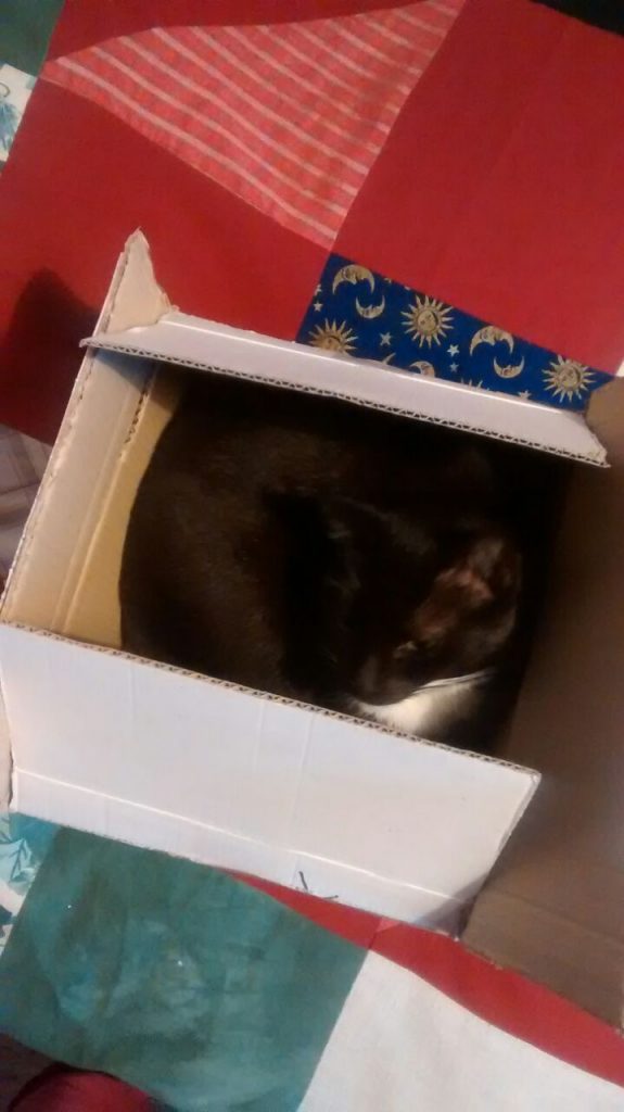Auf einer Patchwork Decke steht ein quadratförmiger Karton, die Katze befindet sich darin und schaut zufrieden.