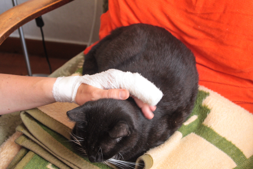 Die Katze liegt auf einer zusammengelegten Decke, Kerstins Hand, mit Verband um den Zeigefinger herum, streichelt sie.
