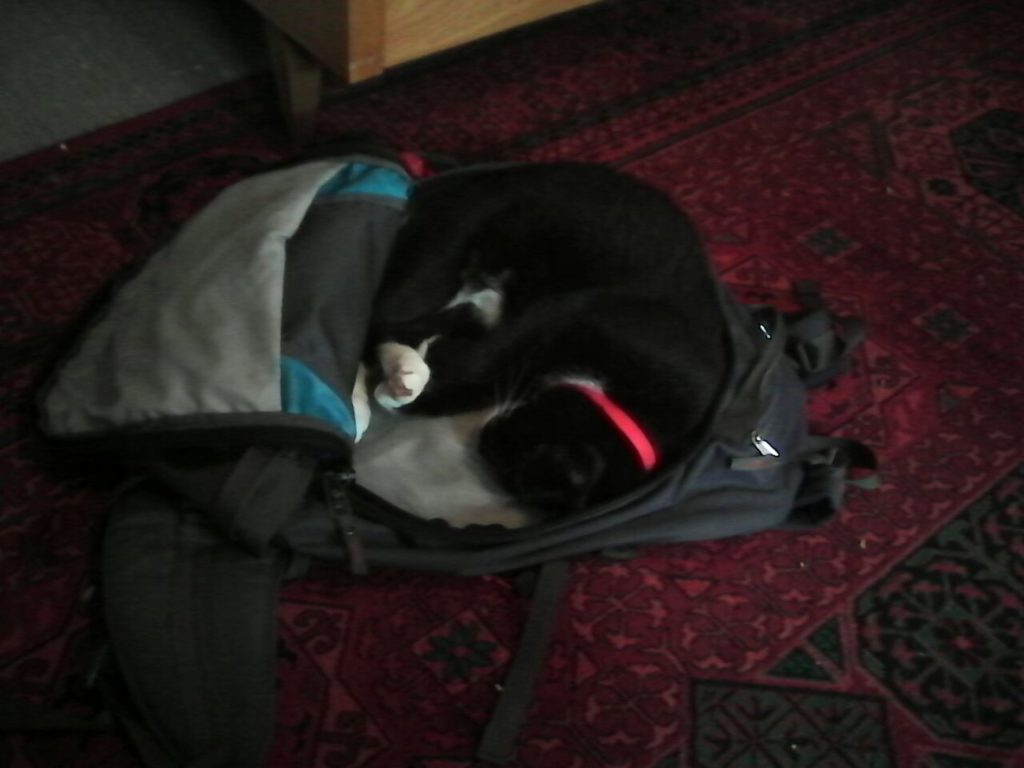 Auf dem Fußboden liegt ein offener Rucksack. Darin hat die Katze es sich gemütlich gemacht, sich zusammengerollt und schläft.