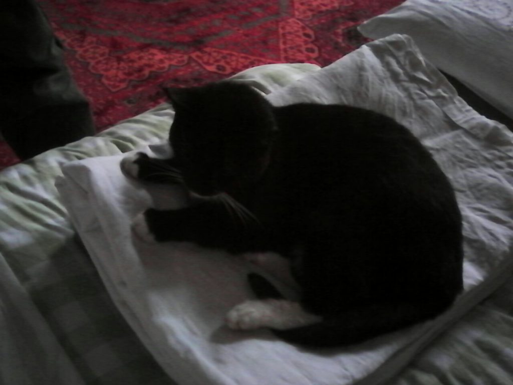 Auf einem frisch gewaschenen, zusammengelegten weißen Bettlaken hat sich die Katze niedergelassen und schaut zufrieden drein.