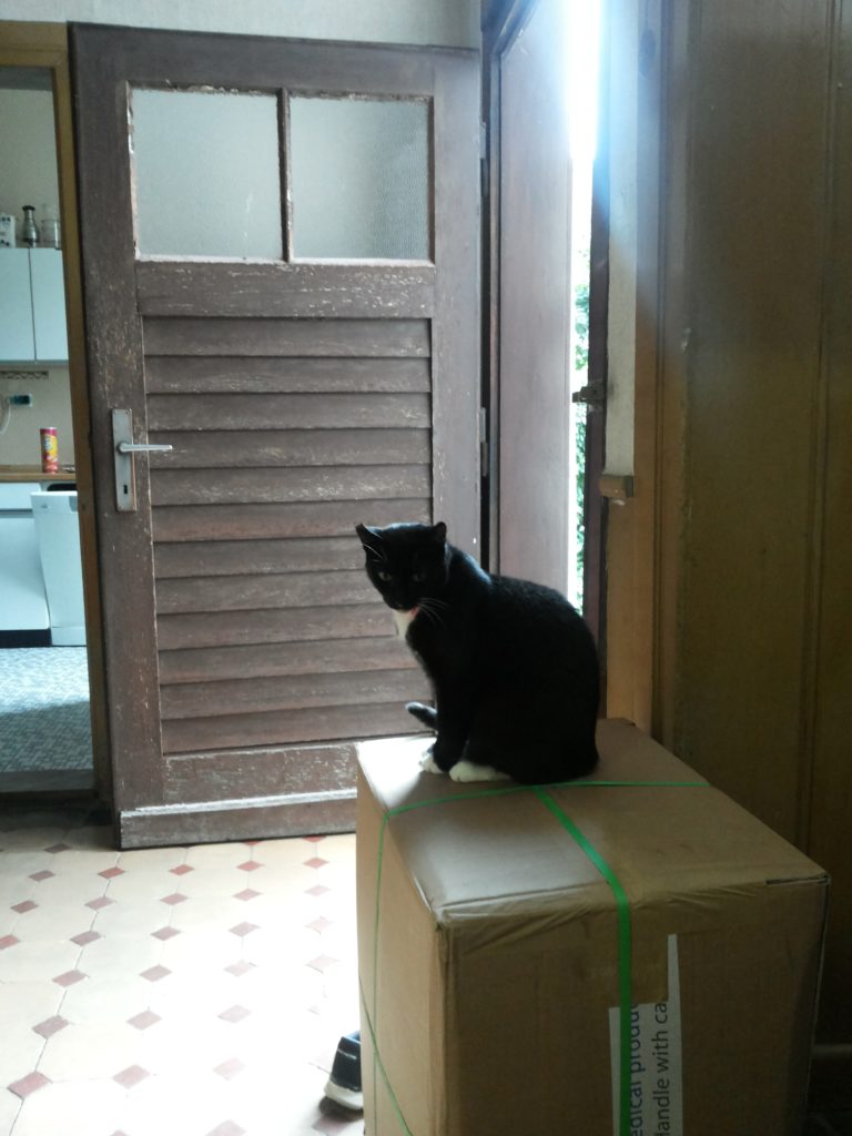 Im Flur, neben der Tür zum Hof, steht ein großes Paket, auf dem die Katze sitzt und ihre Umgebung beobachtet.