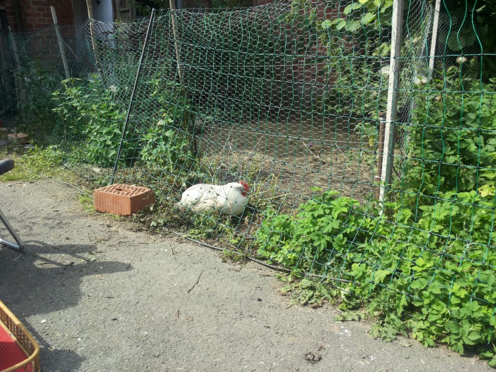 Ein weißes Huhn, Slatibartfaßt, liegt zwischen zwei Zäunen: Ein beweglicher und einer, der ihren Standardauslauf eingrenzt.