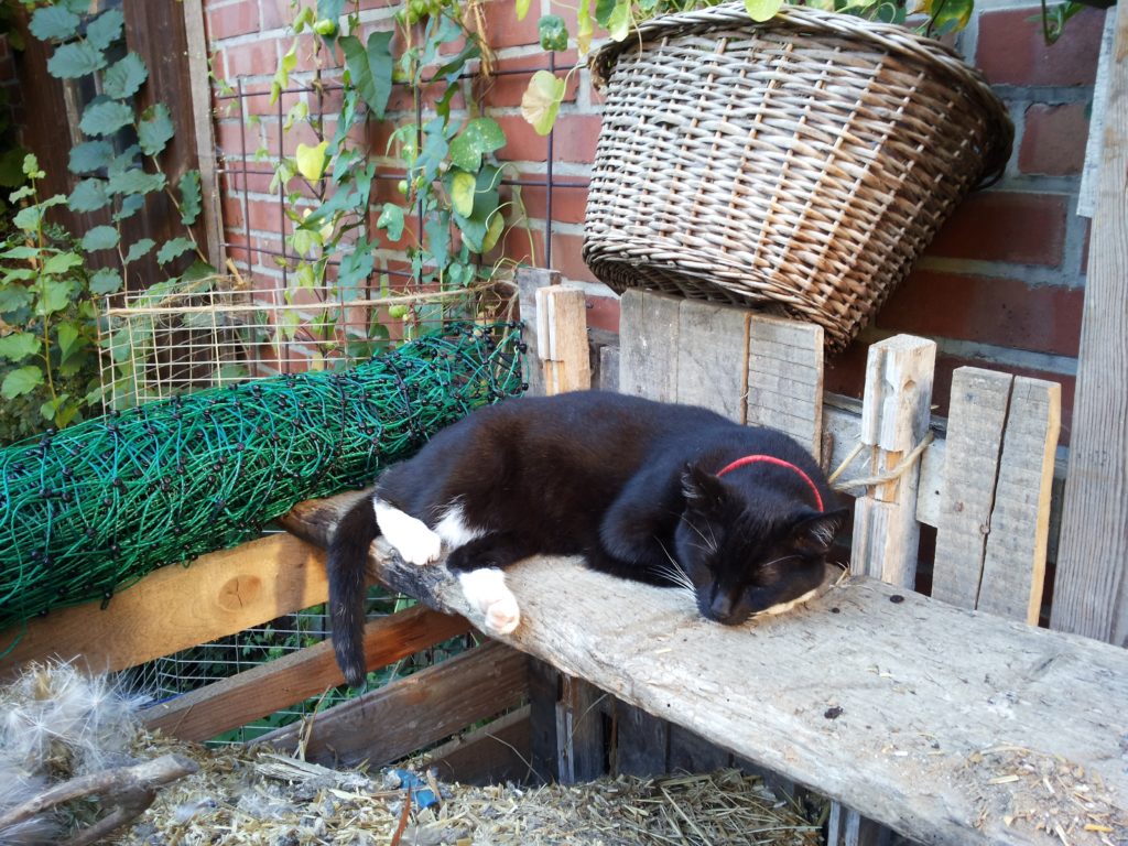 Über dem Kompost liegt ein Holzbrett, auf dem die Katze eingeschlafen ist.