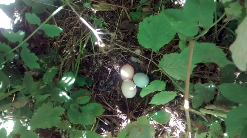 Drei Eier in einer Hecke