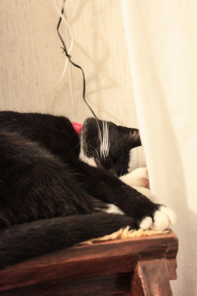Piri schläft versteckt hinter dem Vorhang