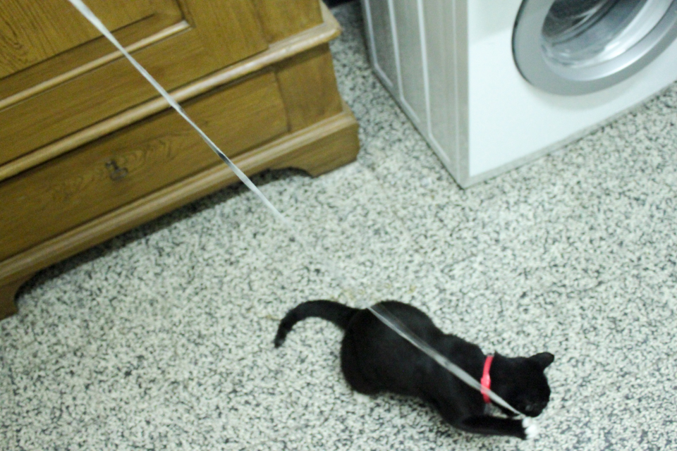 Piri spielt mit einem Schnürsenkel in der Waschküche