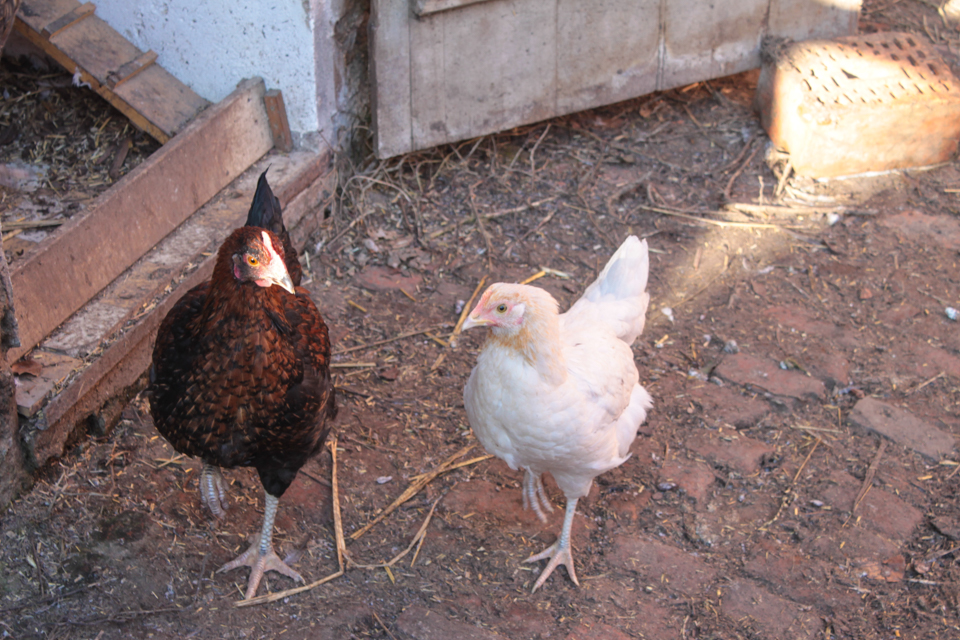 Zwei junge Hühner vor dem Stall
