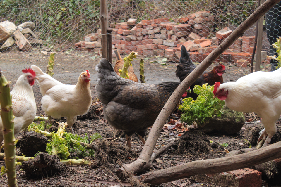 Die Hühner beim Grünkohlfressen