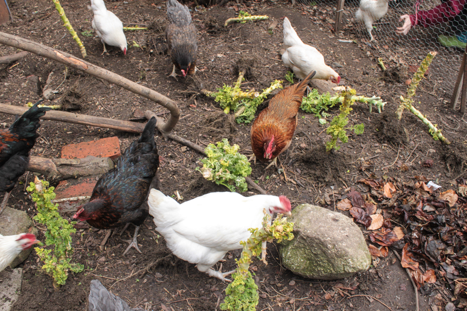 Die Hühner beim Grünkohlfressen
