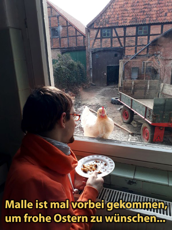 Das Huhn Mallorca starrt durchs Fenster in die Küche