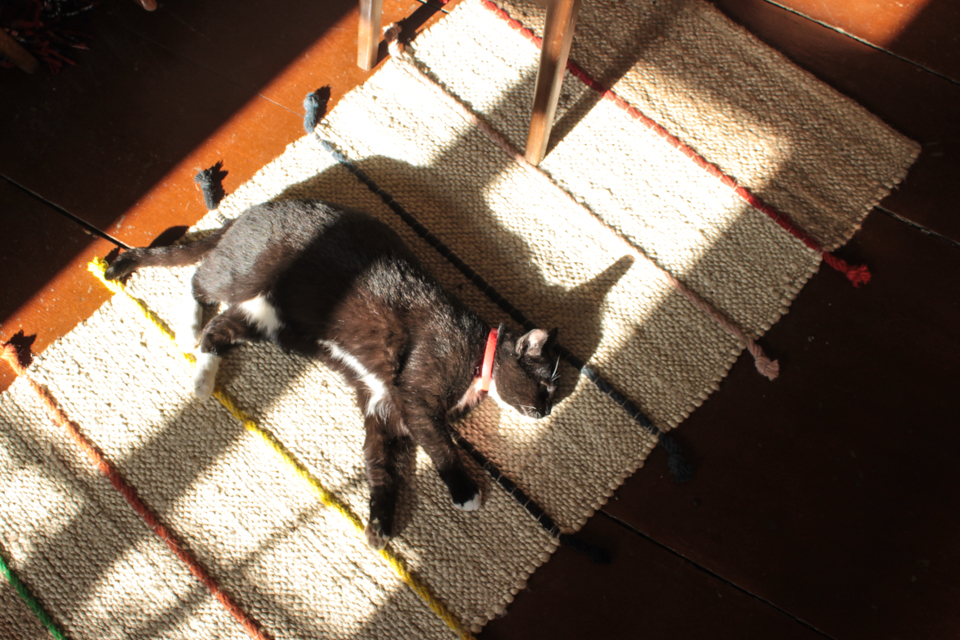 Piri liegt in einem Lichtfleck auf dem Teppich