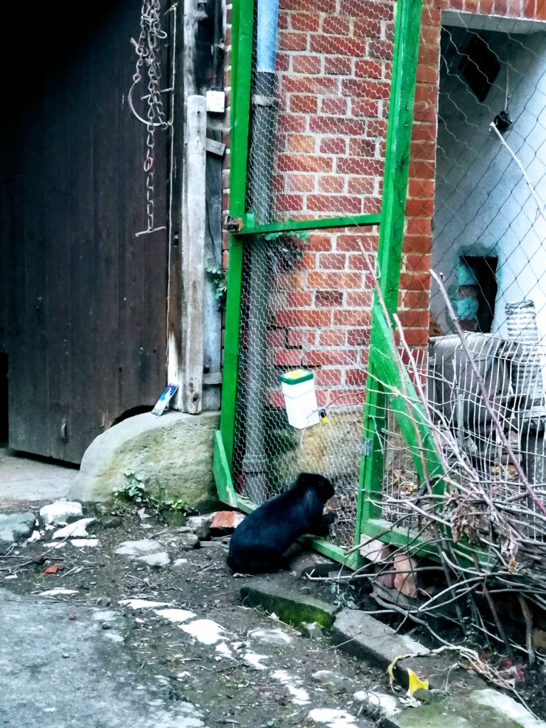 Ein schwarzes Zwergkaninchen mit Hängeohren untersucht die Tür zum Hühnergehege