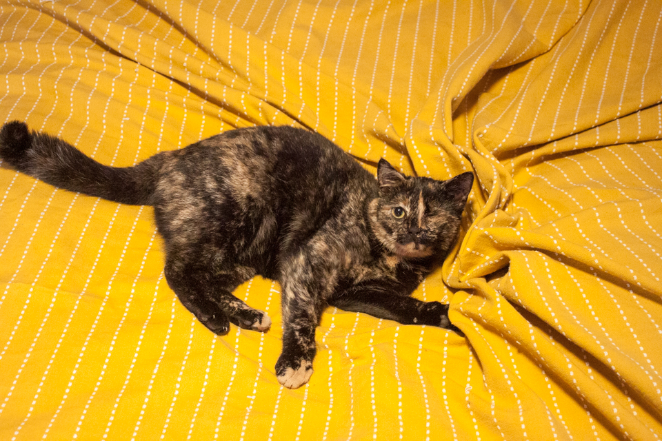 Unsere Katze Una hat sich in eine gelbe Tagesdecke verkrallt und guckt überrascht in die Kamera.