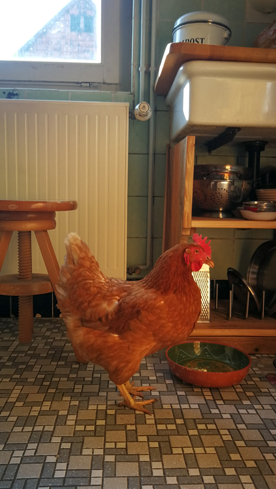 In der Küche steht ein braungefiedertes Huhn und betrachtet sinnierend den Futternapf der Katzen.