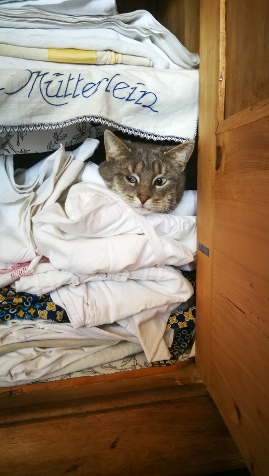 In einem vollgestopften Fach im Schrank guckt ein Katzenkopf zwischen den Laken hervor.