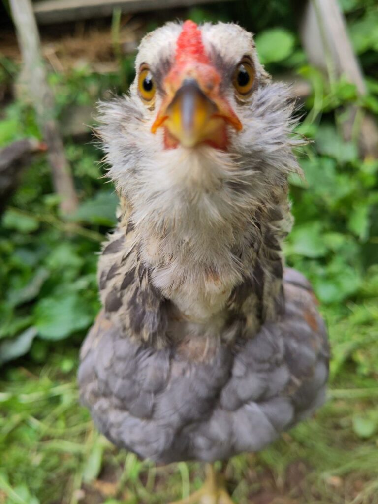 Ein Junghuhn mit einem witzigen Backenbart starrt direkt in die Kamera.